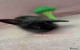Mini Lion Lop rabbits for sale: Lion dutch lops - Image 6