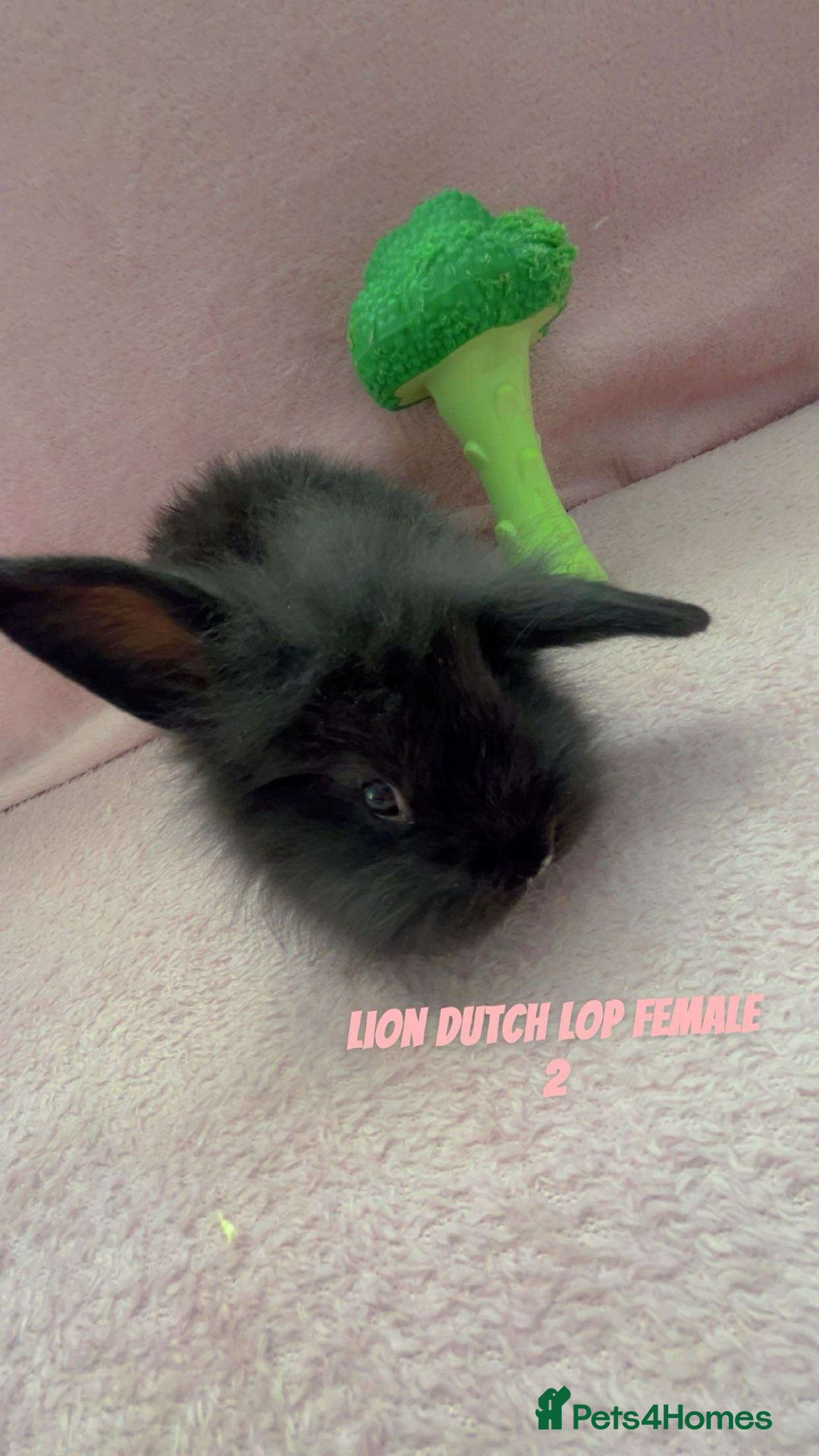 Mini Lion Lop rabbits for sale: Lion dutch lops - Image 6