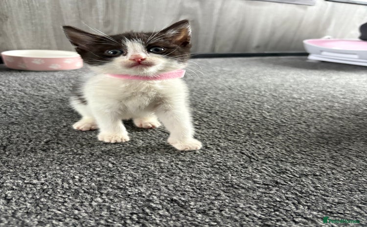 Domestic Shorthair cats - Advert 3