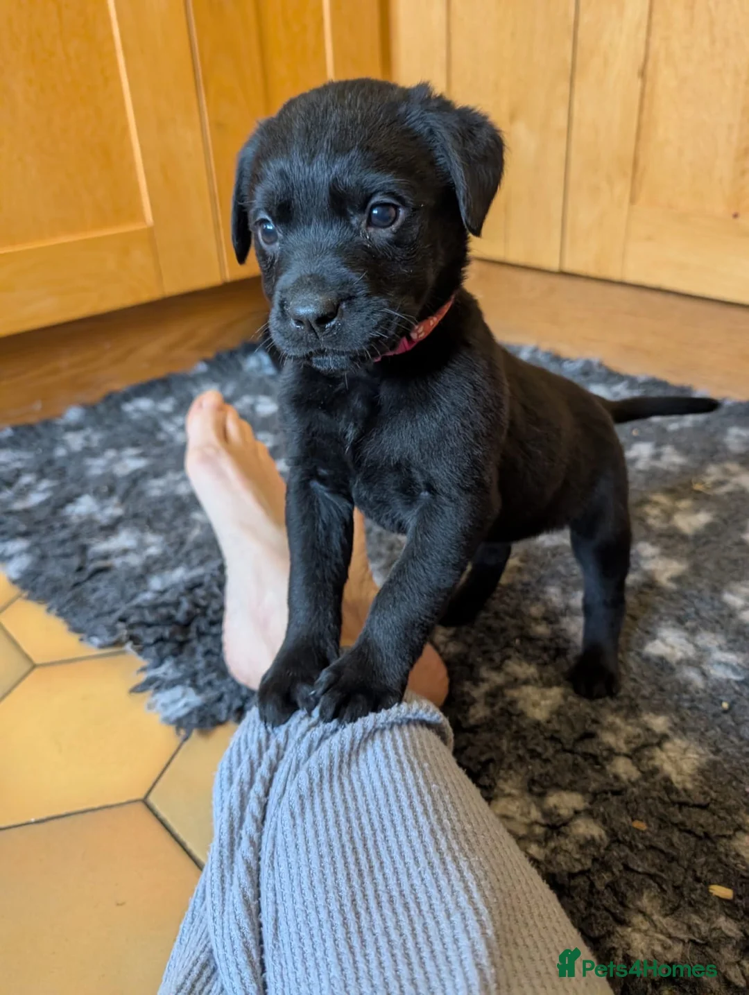 Mixed Breed dogs for sale: Labrador x Rottweiler (Rottador) - Advert 4