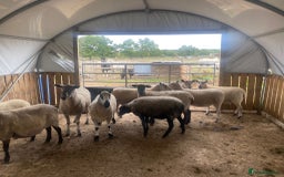 Sheep livestock for sale: 12 Ewes  - Image 9