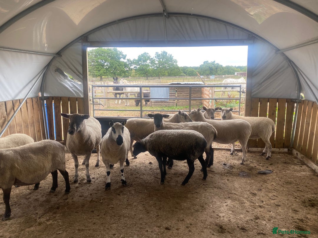 Sheep livestock for sale: 12 Ewes  - Image 9