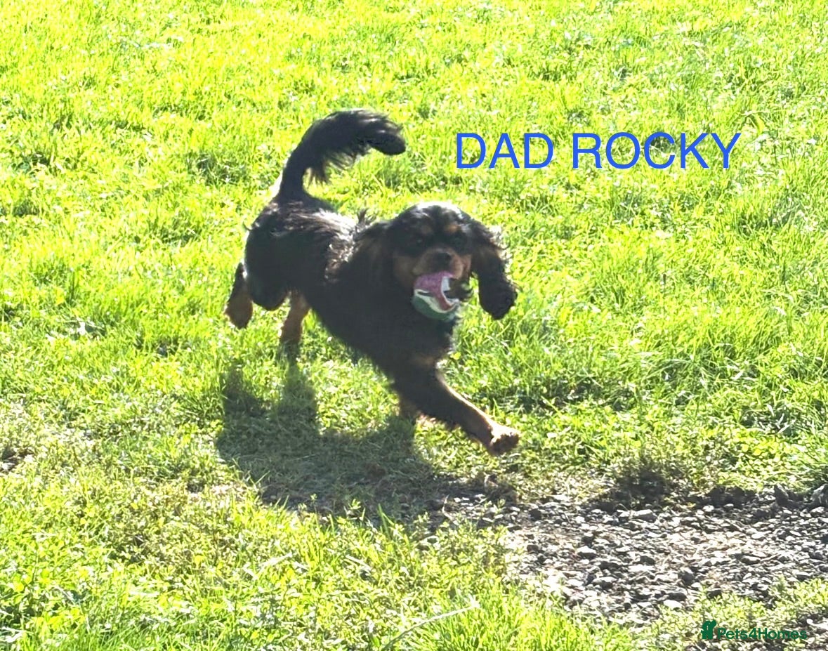 Cavalier King Charles Spaniel dogs Kc DNA tested Black & tan stud 🏴󠁧󠁢󠁳󠁣󠁴󠁿 - Advert 2