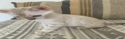 Bengal cats for sale: Beautiful Bengal babies  - Advert 1