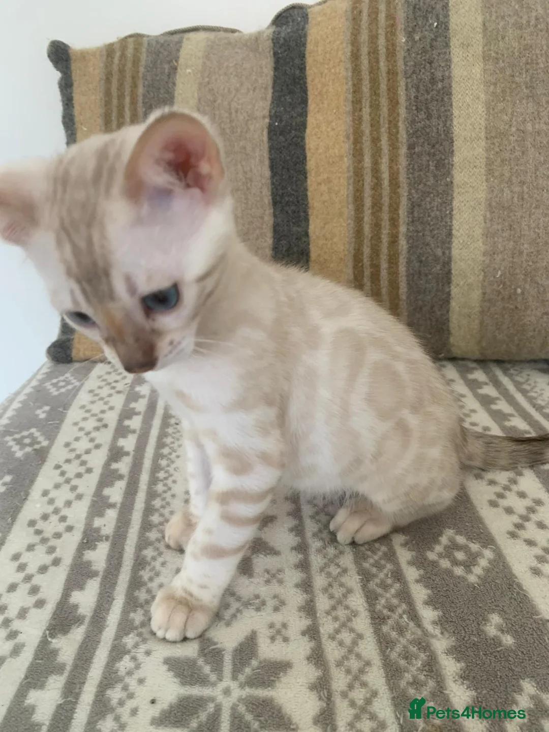 Bengal cats for sale: Beautiful Bengal babies  - Advert 1