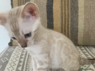 Bengal cats Beautiful Bengal babies - Advert 1