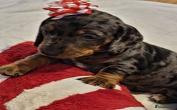 Miniature Dachshund dogs for sale: Miniature Dachshund puppies. Readying Soon! - Image 6