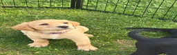 Labrador Retriever dogs for sale: Labrador - Advert 6