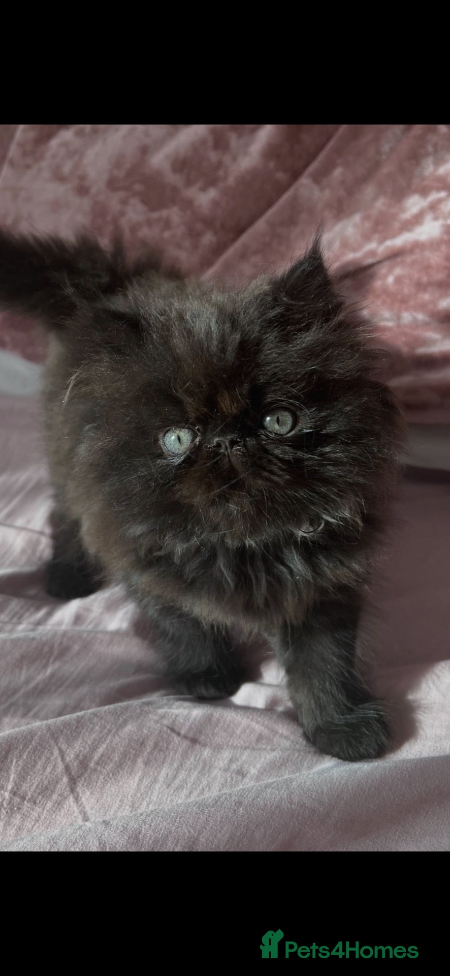Persian cats Stunning colour point Persians - Advert 1