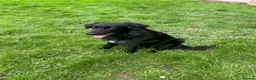 Mixed Breed dogs for sale: Looking for a new home please read description  - Advert 2