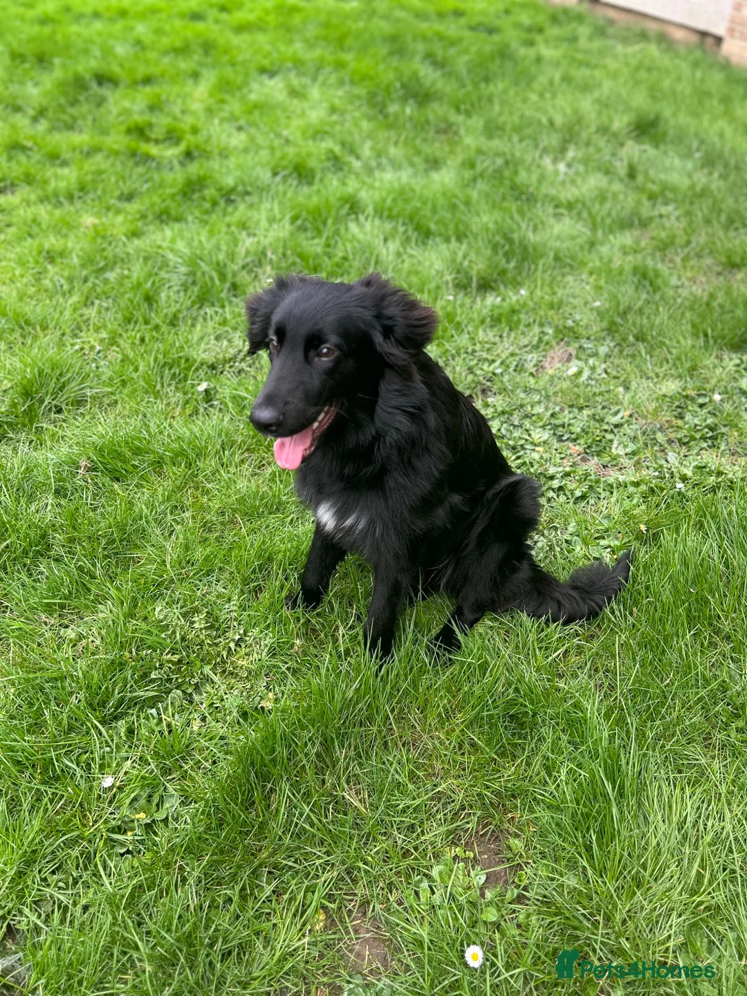 Mixed Breed dogs for sale: Looking for a new home please read description  - Advert 2