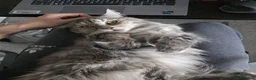 Maine Coon cats for sale: Cleo - Maine Coon - Looking for a loving home. - Advert 11