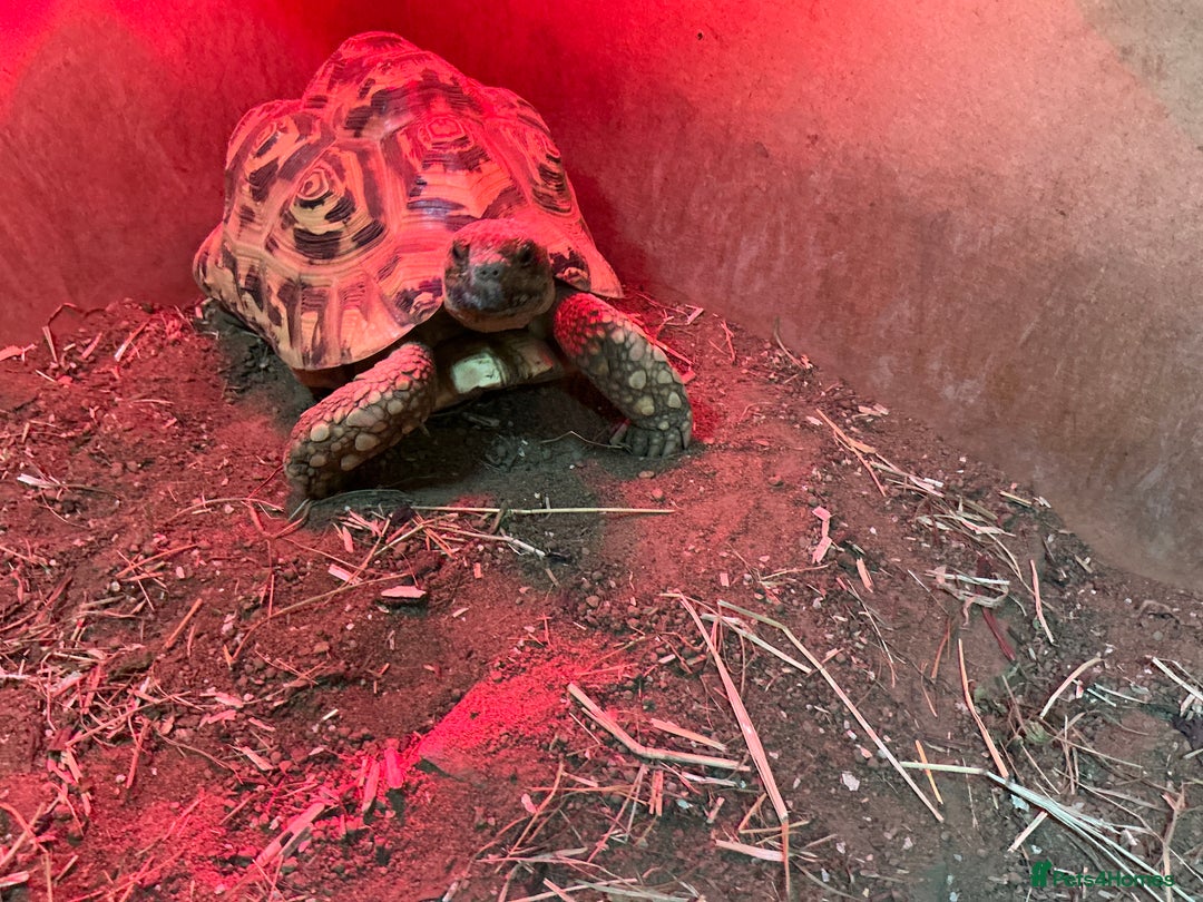 Tortoise reptiles for sale: Leopard Tortoise (Enso) Healthy & Friendly - Image 2