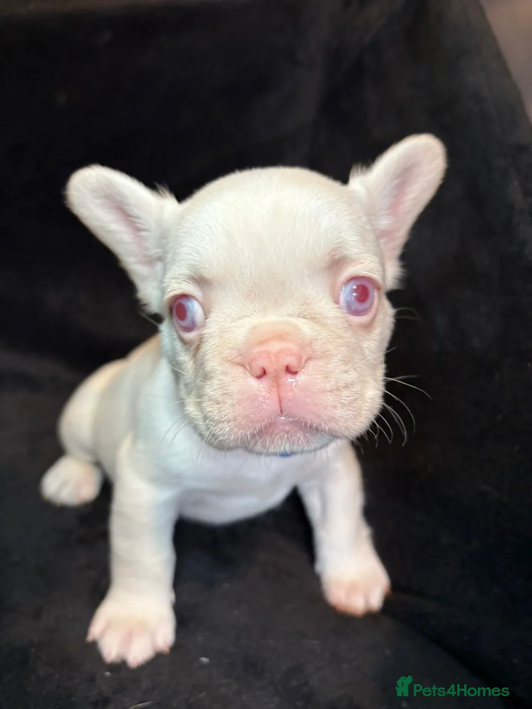 French Bulldog dogs for sale: French Bulldogs - Advert 4