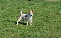 Jack Russell dogs for sale: Lovely Jack russell puppies. - Image 21
