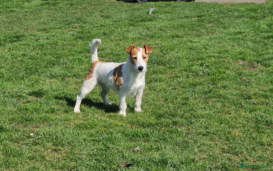 Jack Russell dogs for sale: Lovely Jack russell puppies. - Image 21