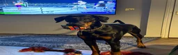 Dobermann dogs for stud: KC reg health tested Stud carries brown and dilute in Stockton-on-Tees - Advert 18