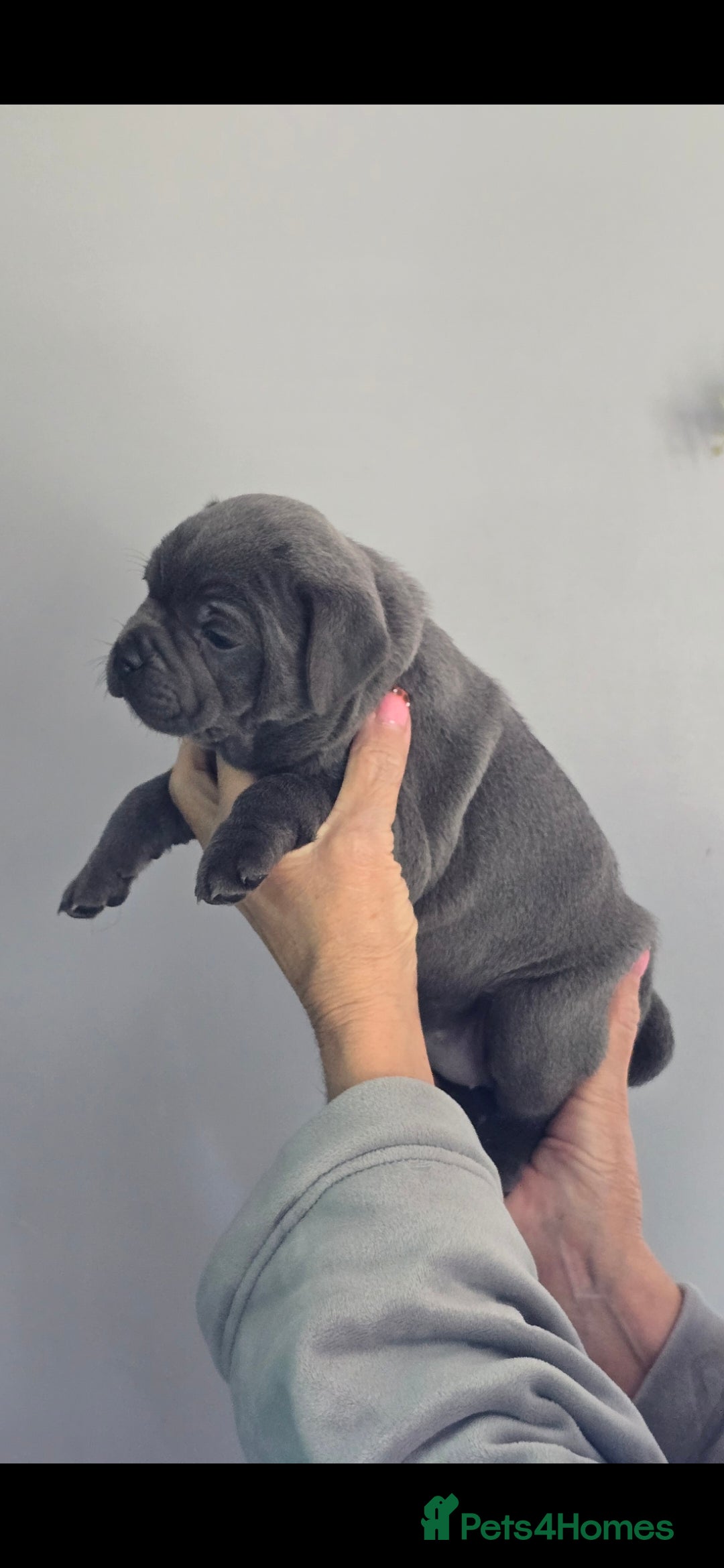 Staffordshire Bull Terrier dogs Blue Staffy Puppies 💓 - Advert 2