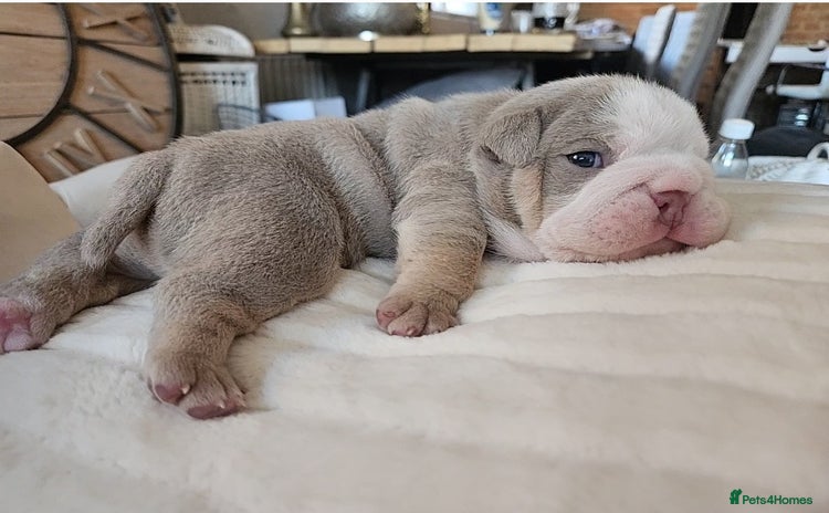 English Bulldog dogs - Advert 7