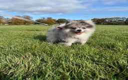 Pomsky dogs for sale: Pomeranian Merle Puppy one left  - Image 16