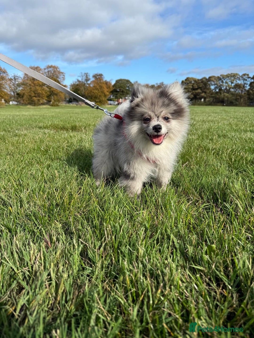 Pomsky dogs for sale: Pomeranian Merle Puppy one left  - Image 16