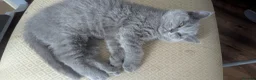 British Shorthair cats for sale: 1 girl available Parents Pedigree DAD x5 champion  - Advert 3