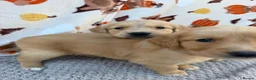 Golden Retriever dogs for sale: Beautiful golden retriever puppies - Advert 30