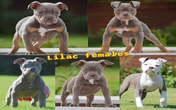 Old Tyme Bulldog dogs for sale: 5⭐️STAR RATED LICENSED🛑🛑READY TO LEAVE NOW, - Image 6