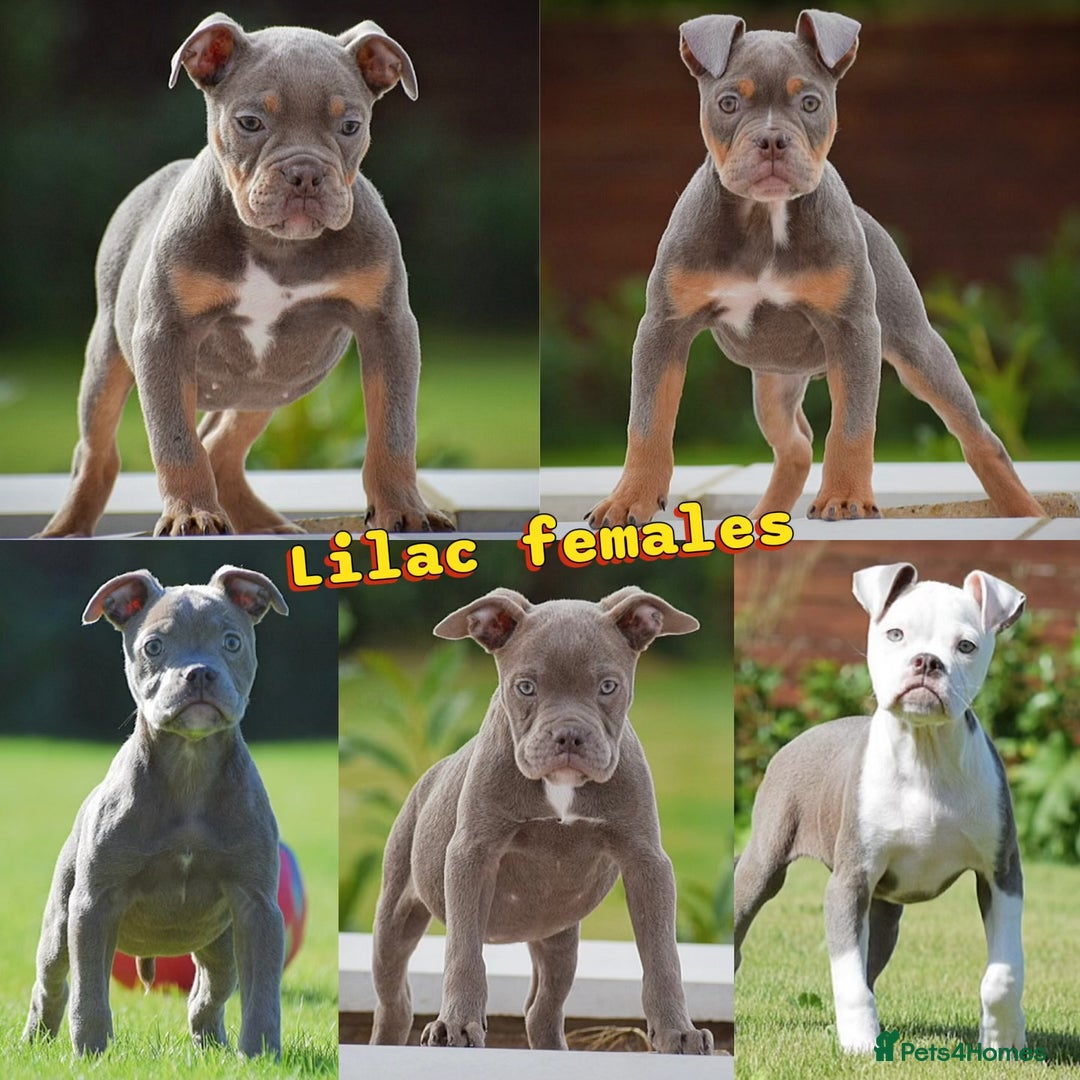 Old Tyme Bulldog dogs for sale: 5⭐️STAR RATED LICENSED🛑🛑READY TO LEAVE NOW, - Image 6