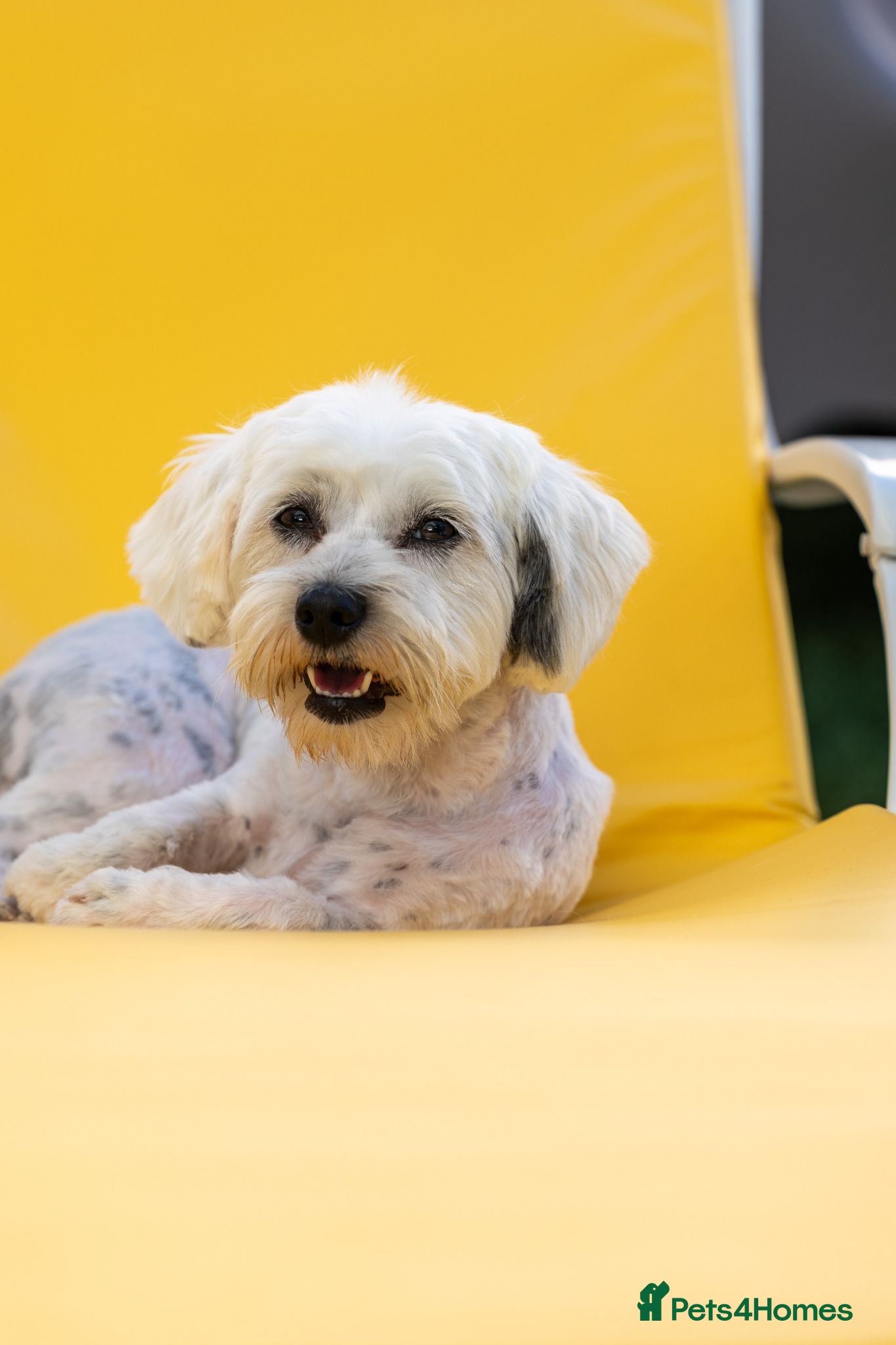 Mixed Breed dogs Regina - nickname - Reggie - Advert 2