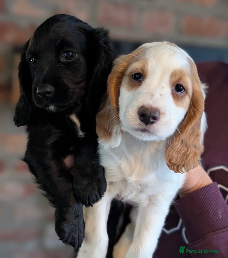 Cocker Spaniel dogs  Lemon Roan Working Cocker Spaniels Puppies - Advert 1