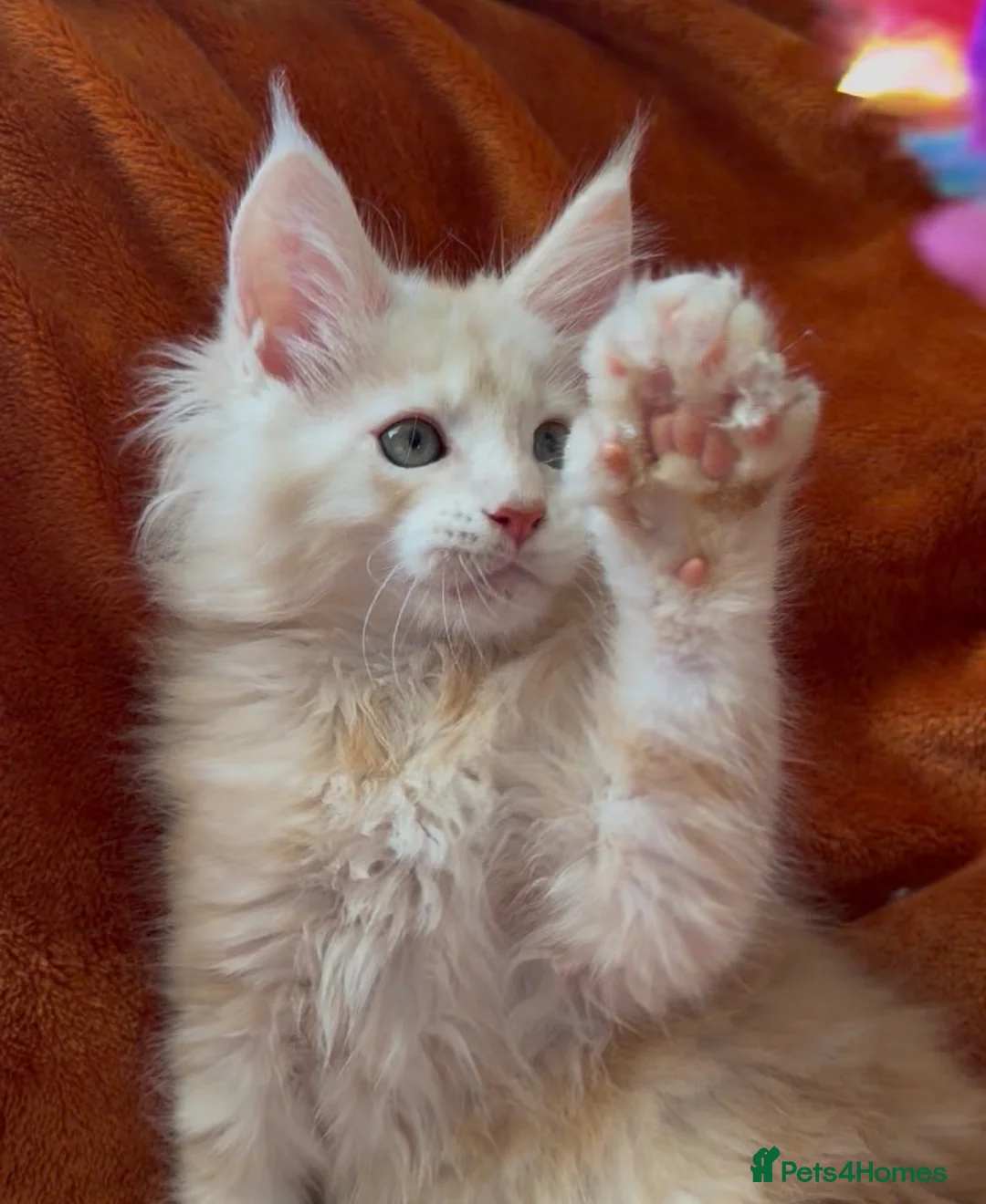 Maine Coon cats for sale: Bear Paw (🐾🐻 polydactyl) Maine Coon kittens TICA - Advert 1