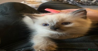 Ragdoll cats - Advert 16