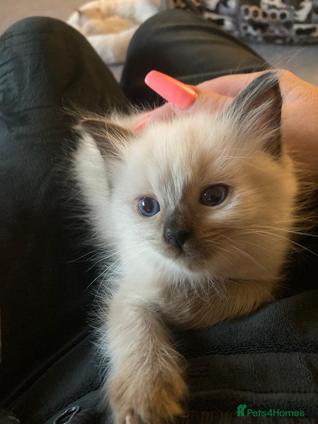 Ragdoll cats for sale: Stunning Ragdoll kittens ready for forever home - Image 2