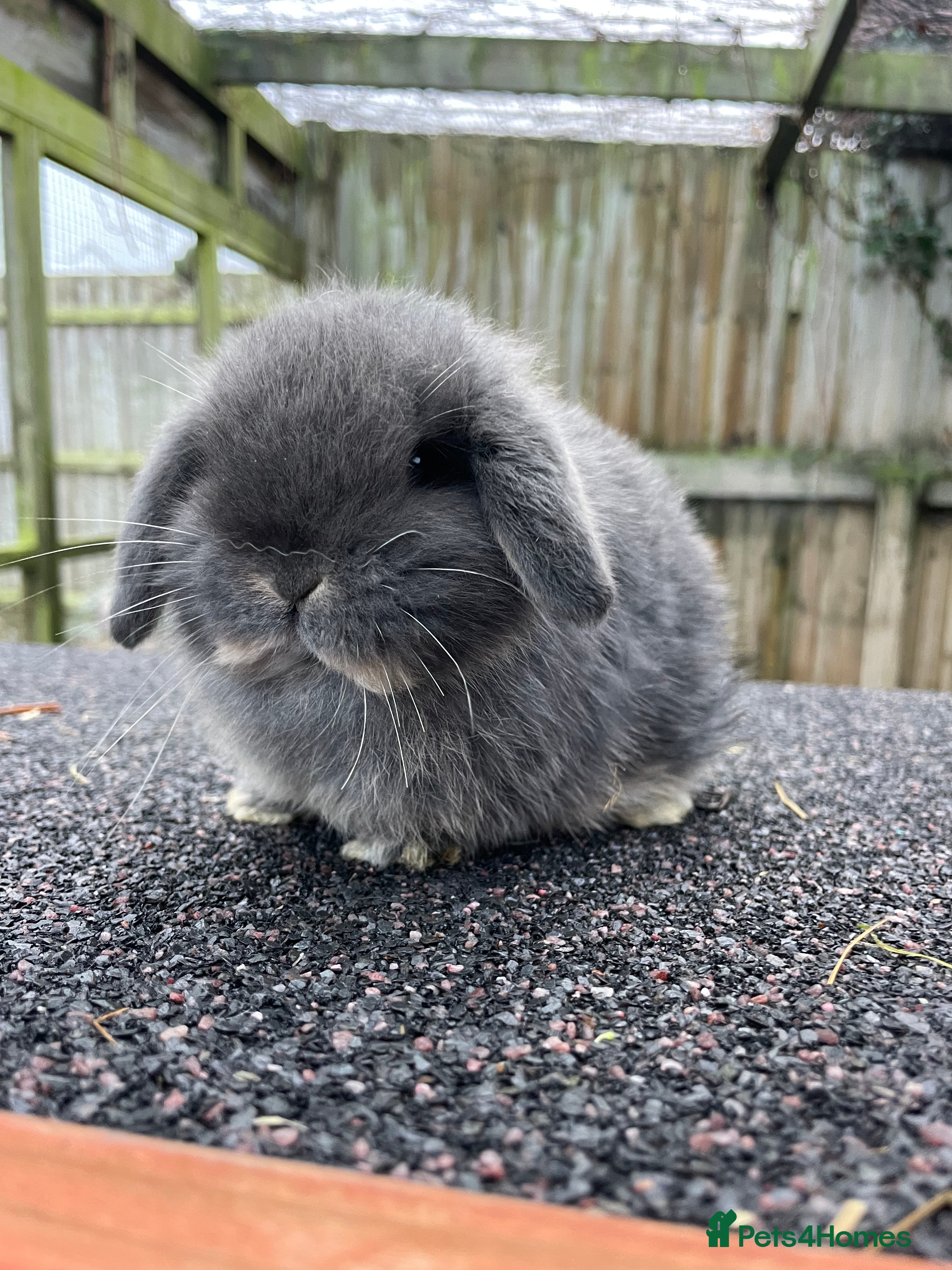 Mini Lop rabbits X2 Stunning does looking for their for ever home - Advert 1