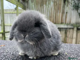 Mini Lop rabbits X2 Stunning does looking for their for ever home - Advert 1