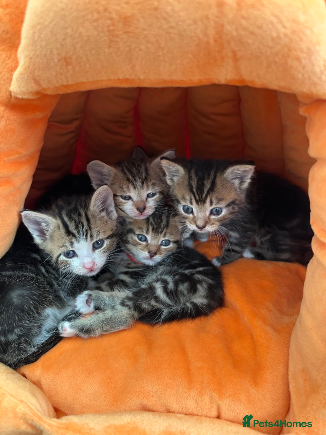 Mixed Breed cats for sale: Beautiful Tabby Kittens For Sale  - Image 15