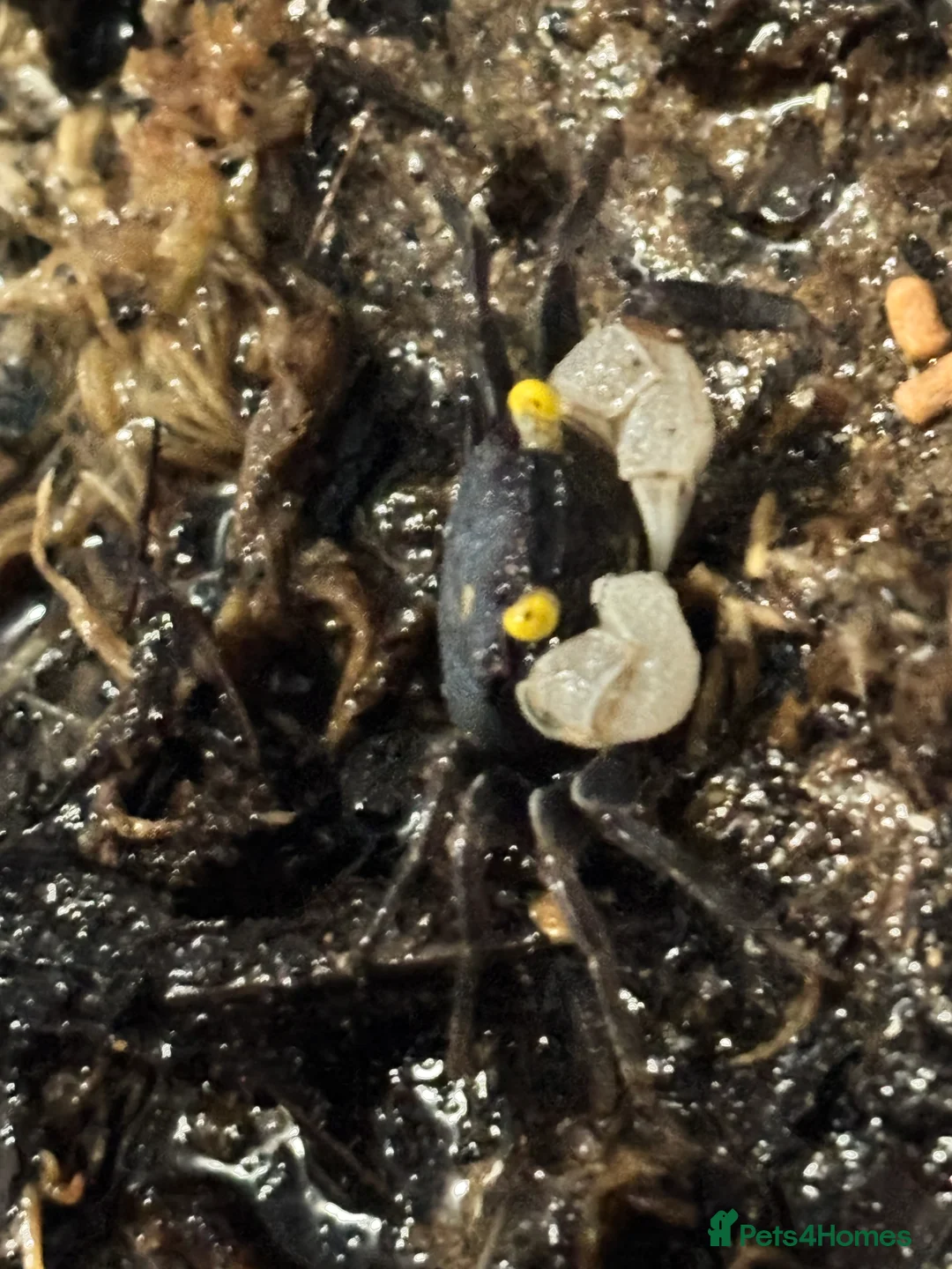 Crabs invertebrates for sale: Golden Eyed Vampire Crab - Advert 3