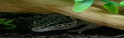 Leopard Gecko reptiles for sale: Leopard gecko in Dunmow - Advert 3