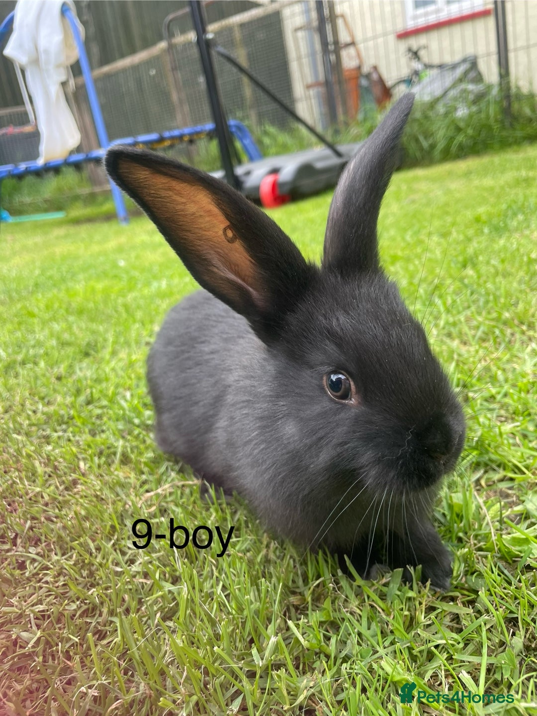 Continental Giant rabbits for sale: 6 continental giant left - Image 6