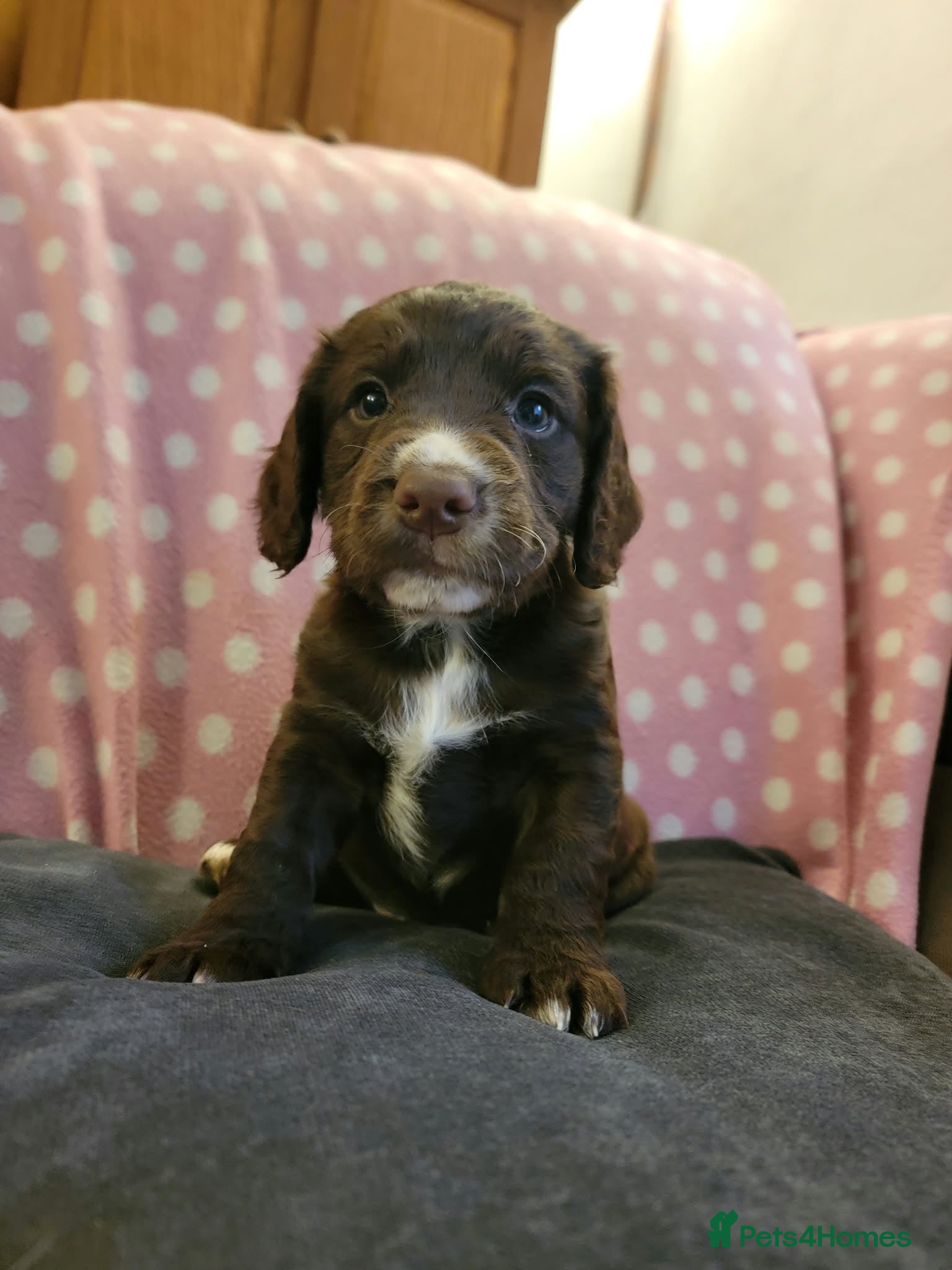Cocker Spaniel dogs for sale: Beautiful pedigree Cocker Spaniel puppies.  - Advert 2