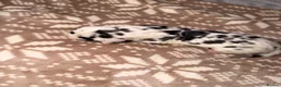 Great Dane dogs for sale: Great danes puppies - Advert 25