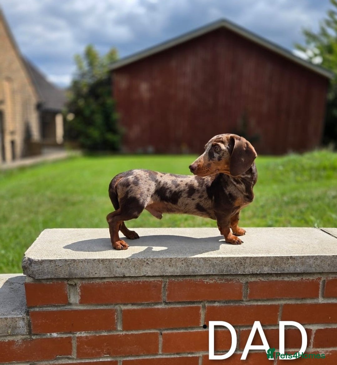 Miniature Dachshund dogs for sale: Beautiful girl, miniature dachshund  - Advert 10