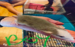 Rat rodents for sale: Dumbo rex Rats - Image 4