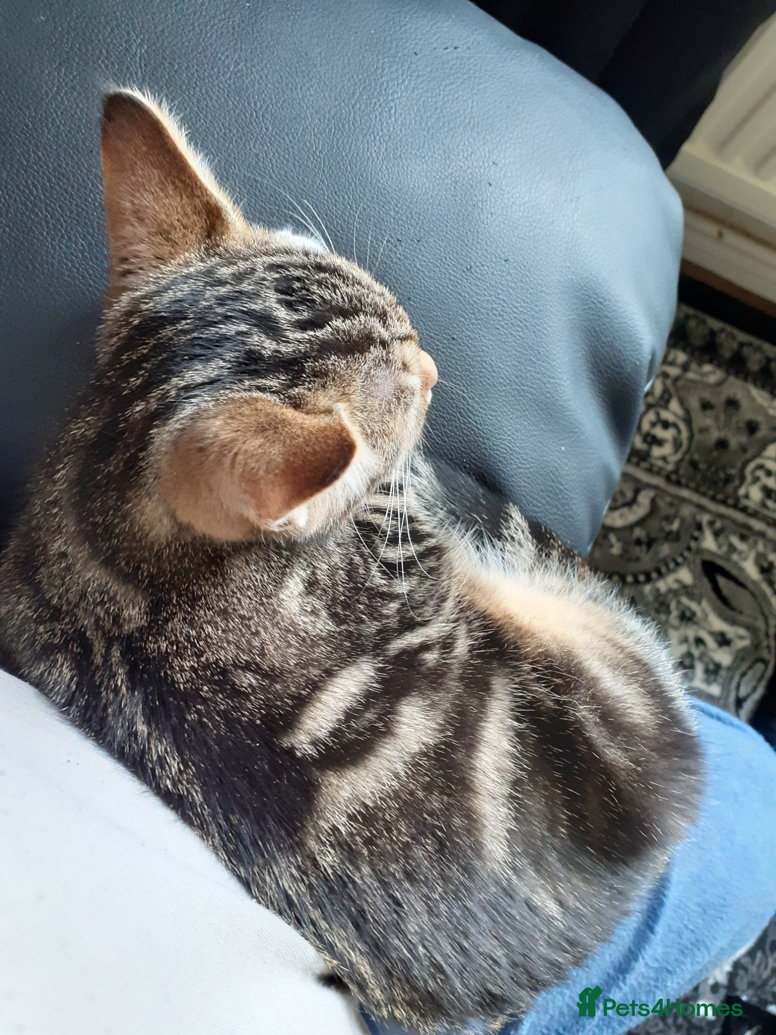 Mixed Breed cats for sale: Kitten female  - Advert 2