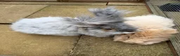 Angora rabbits for sale: Angora full face purebred balls of fluff 🐇  - Advert 15