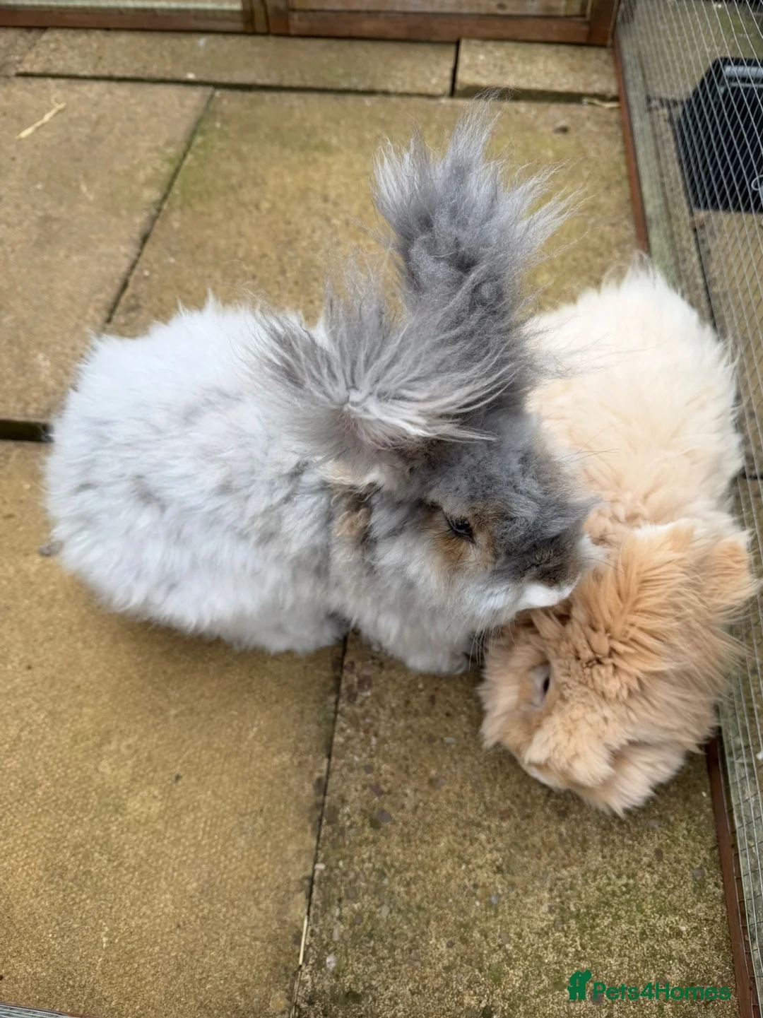 Angora rabbits for sale: Angora full face purebred balls of fluff 🐇  - Advert 15