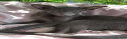 Oriental cats for sale: FULL Pedigree Oriental XL size ears GCCF - Advert 1
