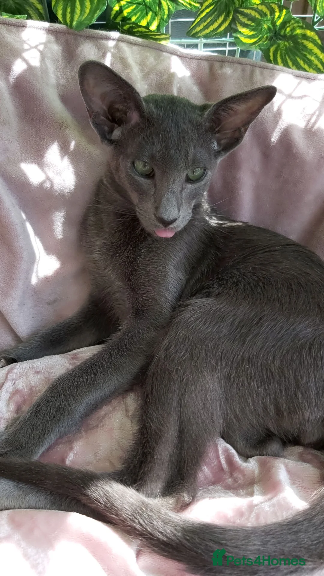 Oriental cats for sale: FULL Pedigree Oriental XL size ears GCCF - Advert 1