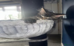 Maine Coon cats for sale: Last super loving boy left tica reg + vaccinated - Image 4